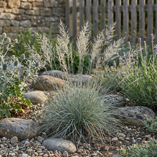 Grey Hair Grass Corynephorus Canescens – Spiky Blue Garden Grass Seeds
