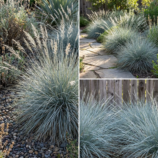 Grey Hair Grass Corynephorus Canescens – Spiky Blue Garden Grass Seeds