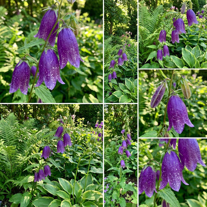 Royal Bell Japanese – Garden Flower Seeds