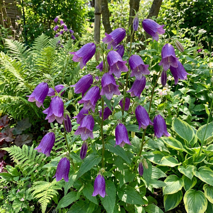 Royal Bell Japanese – Garden Flower Seeds