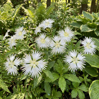 White Split Petal – Garden Flower Seeds