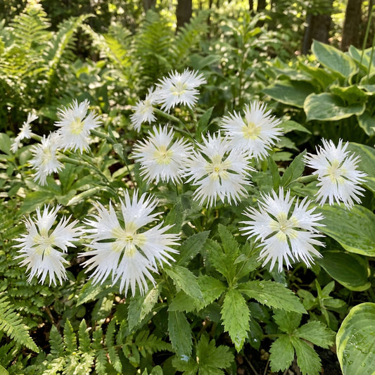 White Split Petal – Garden Flower Seeds
