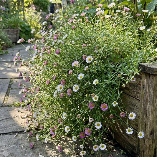 Creeping Daisy Erigeron – Hardy Wildflower Garden Seeds