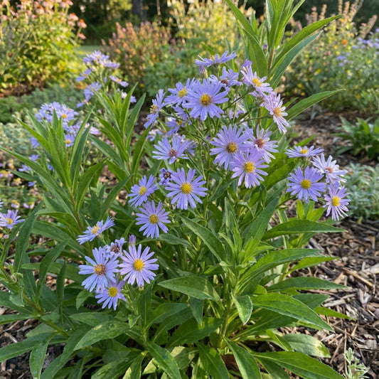 Smooth Blue Aster – Hardy Wildflower Garden Seeds