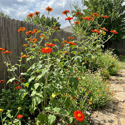 Mexican Sunflower Tithonia – Colorful Wildflower Garden Seeds