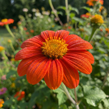 Mexican Sunflower Tithonia – Colorful Wildflower Garden Seeds
