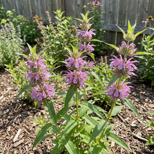 Spotted Bee Balm Monarda Didyma – Colorful Wildflower Garden Seeds