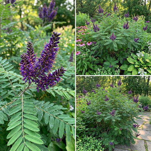 False Indigo Bush Amorpha Fruticosa – Hardy Flower Shrub Seeds