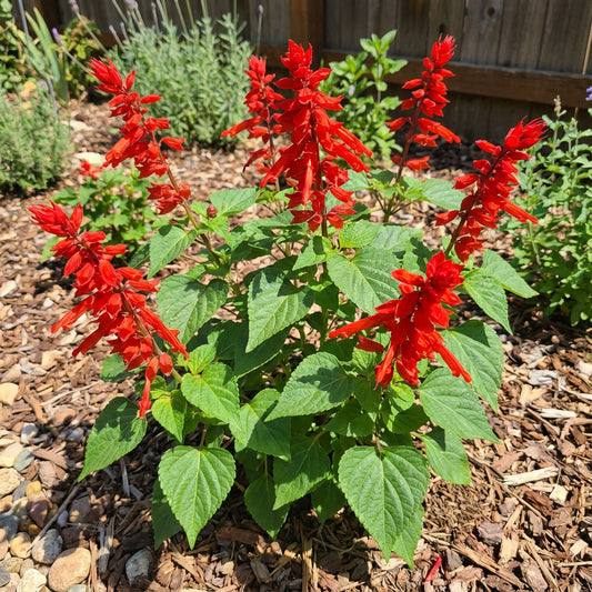 Scarlet Sage Salvia Coccinea – Colorful Wildflower Garden Seeds