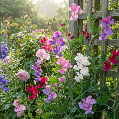 Early Multiflora Mixed Sweet Pea Lathyrus – Climbing Wildflower Garden Seeds