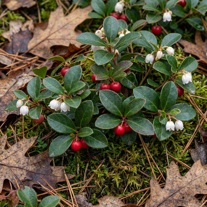 Wintergreen Creeping Gaultheria Procumbens – Hardy Groundcover Flower Seeds