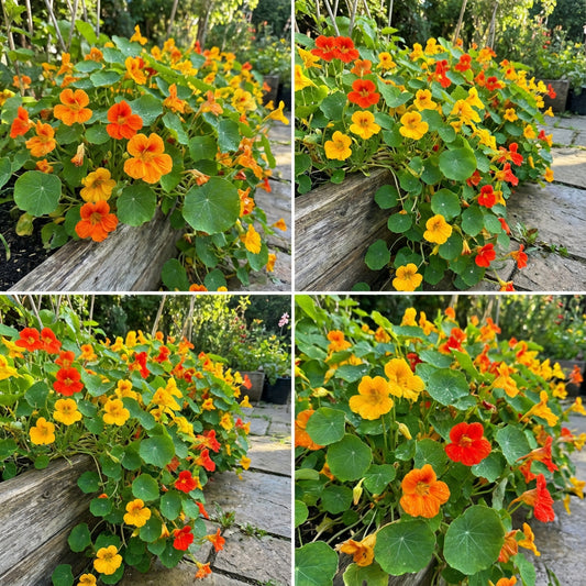 Mixed Nasturtium Tropaeolum – Colorful Wildflower Garden Seeds