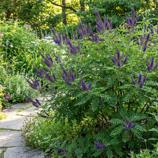 False Indigo Bush Amorpha Fruticosa – Hardy Wildflower Garden Seeds