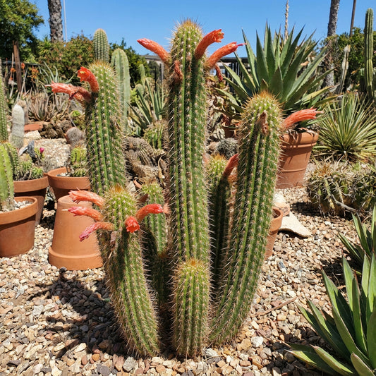 Cleistocactus Tominensis – Succulent Cactus Garden Seeds