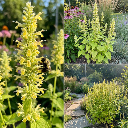 Yellow Giant Hyssop Agastache – Colorful Wildflower Garden Seeds