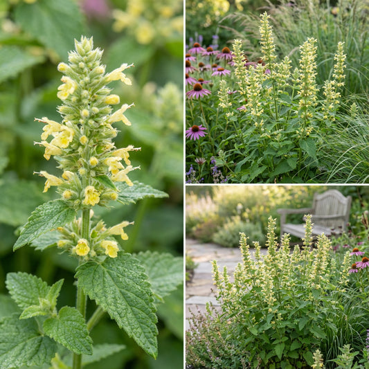Yellow Giant Hyssop Agastache – Colorful Wildflower Garden Seeds