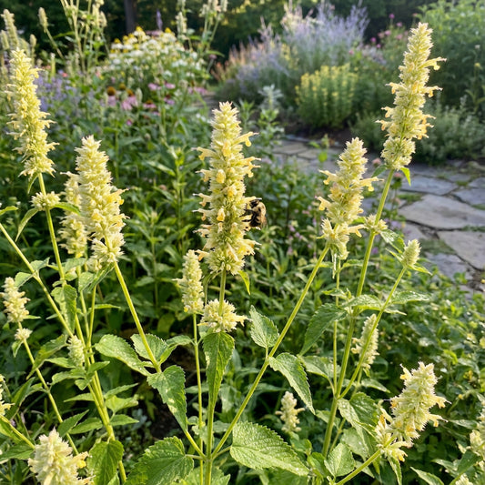 Yellow Giant Hyssop Agastache – Colorful Wildflower Garden Seeds