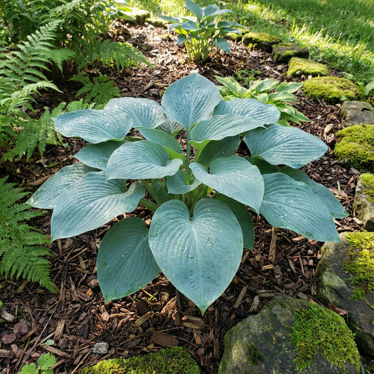 Tardiana Halcyon Hosta – Dwarf Shade Tolerant Garden Flower Seeds