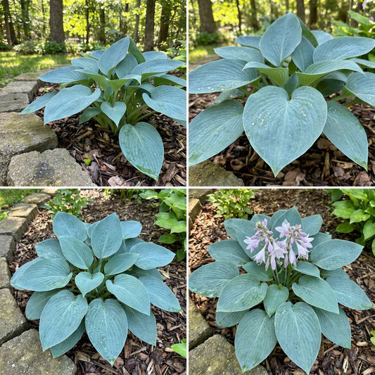 Tardiana Halcyon Hosta – Dwarf Shade Tolerant Garden Flower Seeds