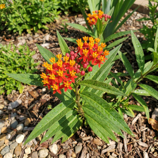 Blood Flower Asclepias Curassavica – Colorful Wildflower Garden Seeds
