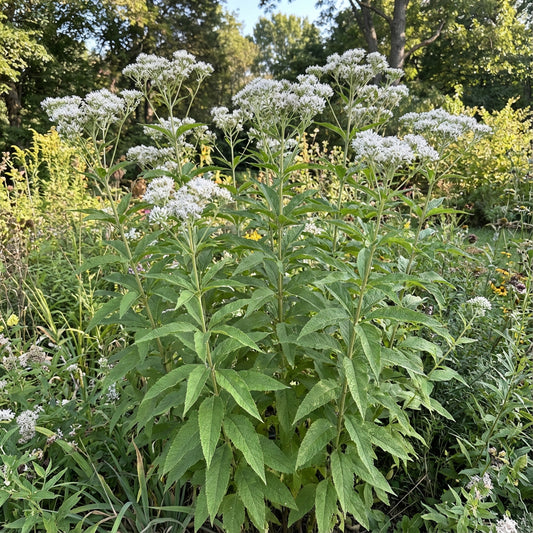 Tall Boneset Eupatorium Altissimum – Hardy Wildflower Garden Seeds