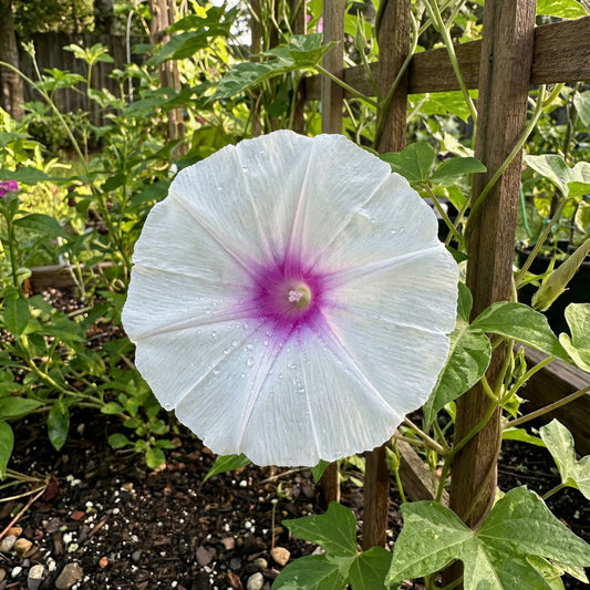 The Light At – Garden Flower Seeds