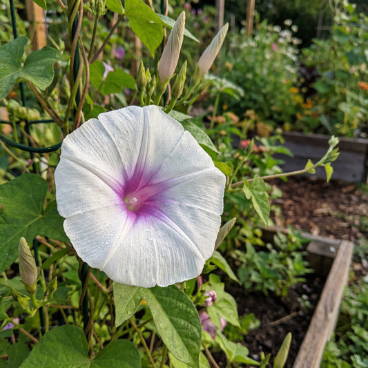The Light At – Garden Flower Seeds