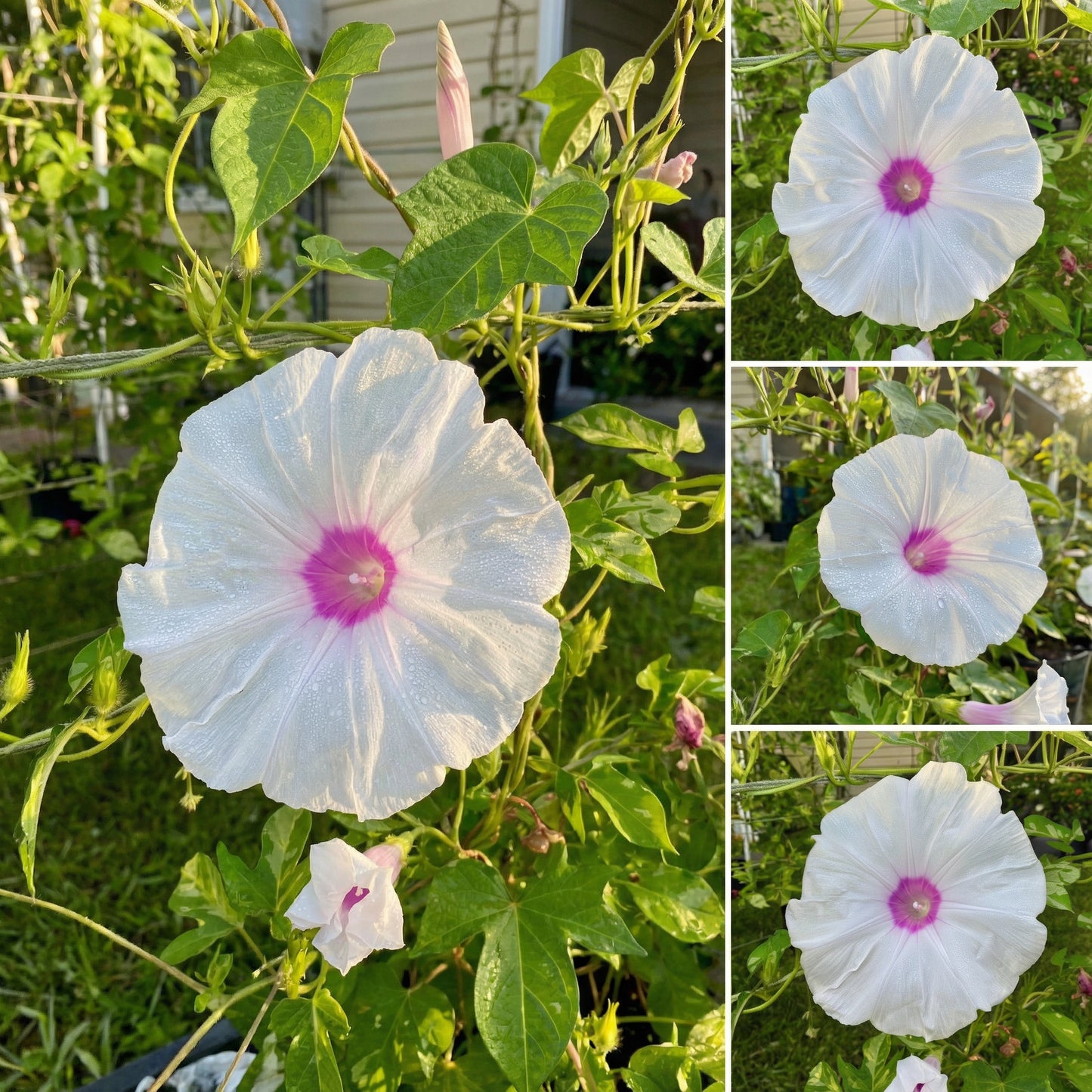 The Light At – Garden Flower Seeds