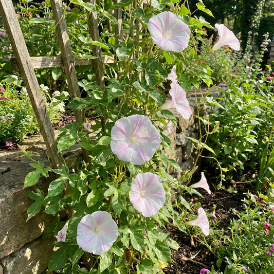 Light Pink Fuji – Garden Flower Seeds