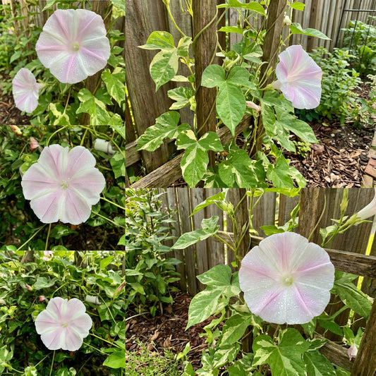 Light Pink Fuji – Garden Flower Seeds