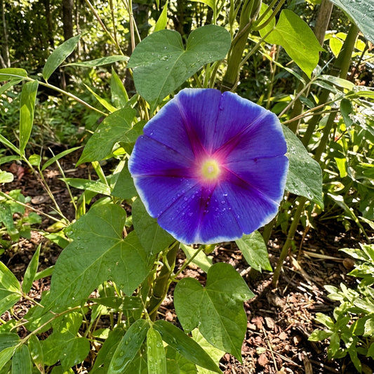 Blue Bamboo Firefly – Garden Flower Seeds