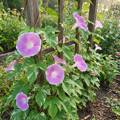 Pink Calypso Japanese – Garden Flower Seeds