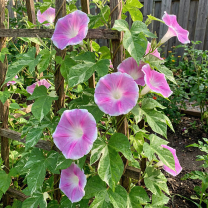 Pink Calypso Japanese – Garden Flower Seeds