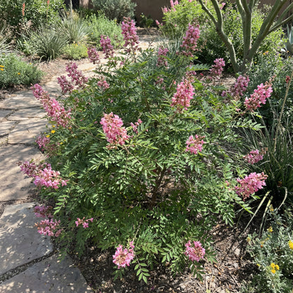 Ungnadia Speciosa Mexican Buckeye Fabulous Native Tree Screening Shrub