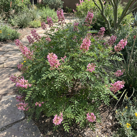 Ungnadia Speciosa Mexican Buckeye Fabulous Native Tree Screening Shrub