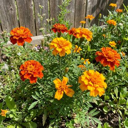 Crackerjack African Marigold Wildflower Seeds Everwilde Farms Mylar Packet – Perennial Flower Seeds