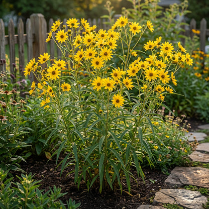 Maximilian Sunflower Helianthus Maximiliani – Tall Perennial Flower Seeds