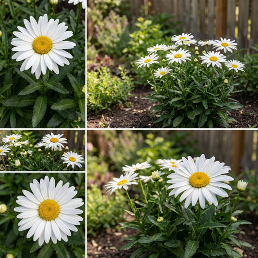Shasta Daisy Alaska – Perennial Butterfly Attracting Flower Seeds
