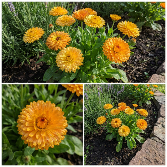 Calendula Bon Bon Series – Colorful Flower Garden Seeds