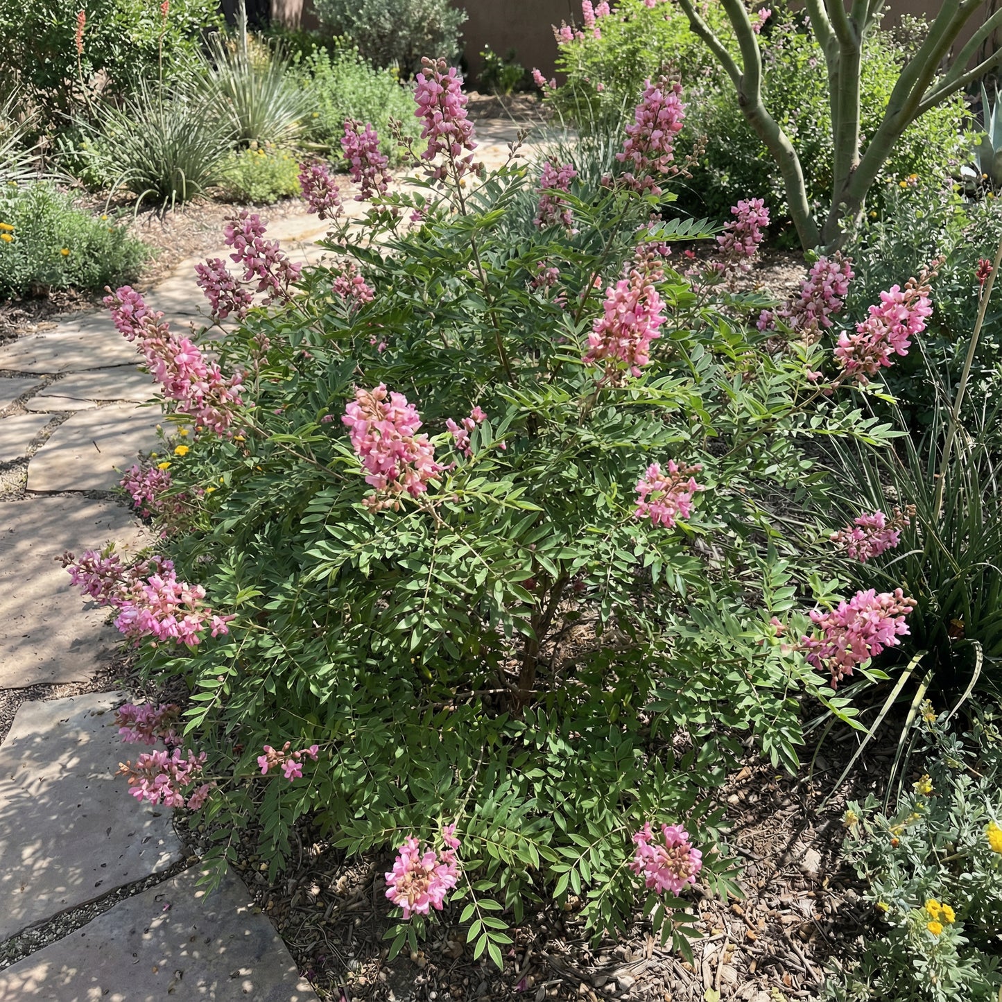 Ungnadia Speciosa Mexican Buckeye Fabulous Native Tree Screening Shrub