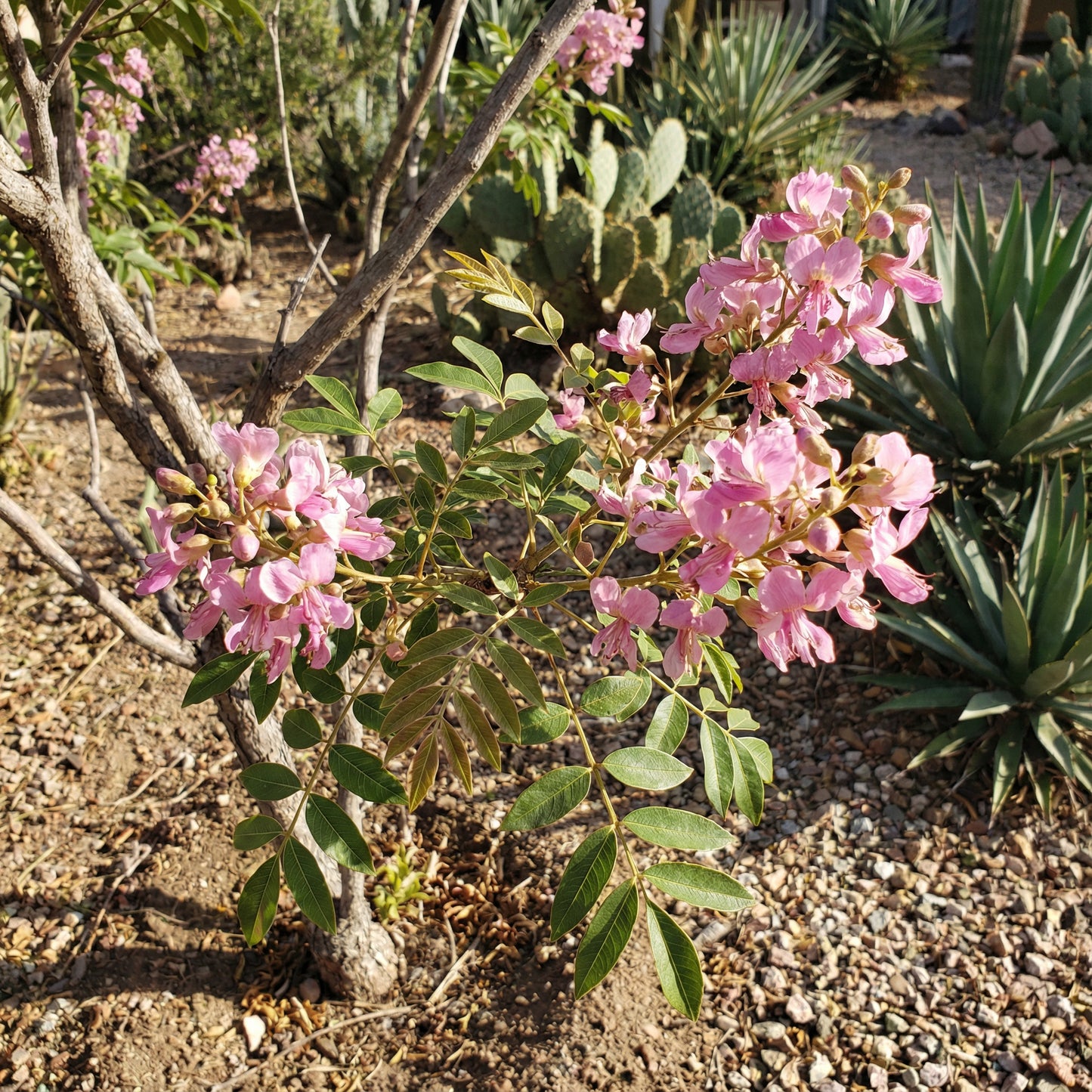 Ungnadia Speciosa Mexican Buckeye Fabulous Native Tree Screening Shrub