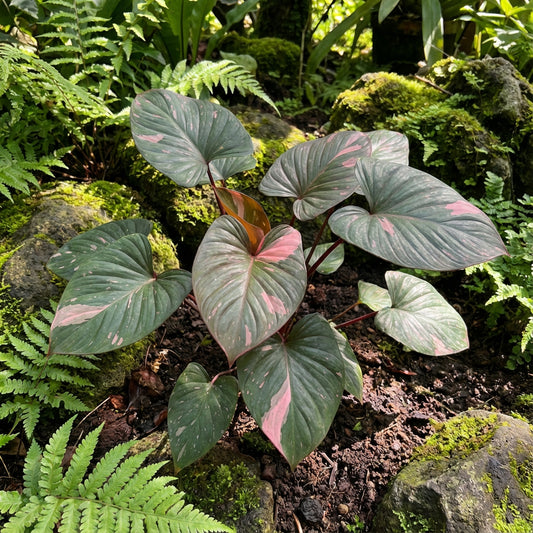 Real Pict Homalomena Pink Diamond – Flower Seeds Perennial