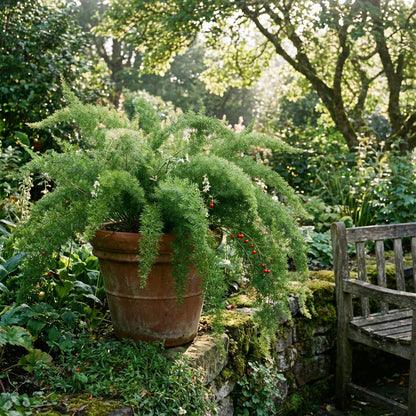 Asparagus Asparagus Densiflorus Sprengeri – Fern Garden Seeds