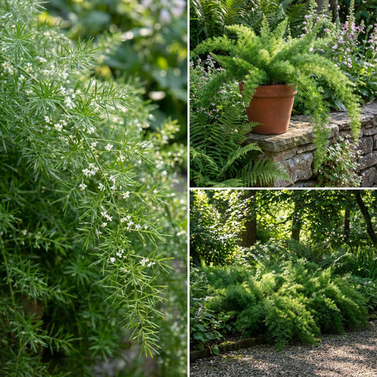 Asparagus Asparagus Densiflorus Sprengeri – Fern Garden Seeds