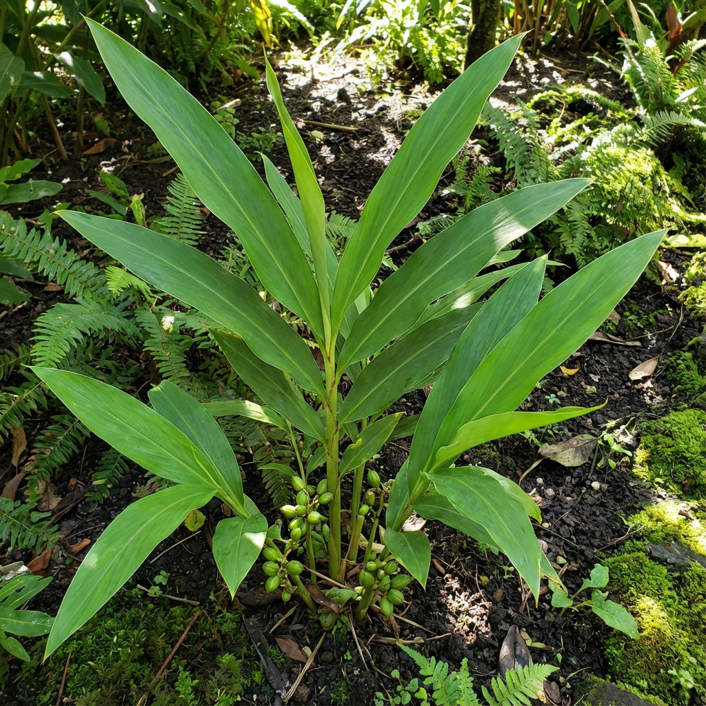 Cardamom Seeds Elettaria Cardamomum Aromatic Spice Plant | Grow Your Own Green Cardamom