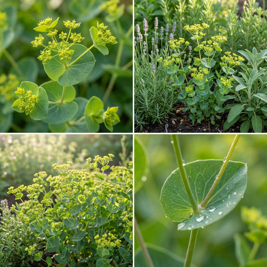 Hare’s Ear Bupleurum – Hardy Wildflower Garden Seeds