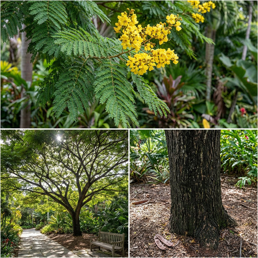 Peltophorum Pterocarpum – Copper Pod Fragrant Tree Seeds