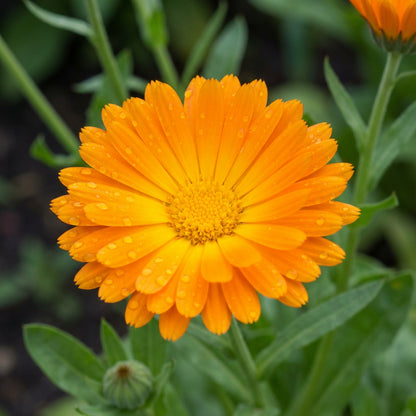 Calendula Officinalis – Pot Marigold Flower Seeds