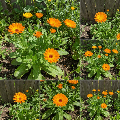 Calendula Officinalis – Pot Marigold Flower Seeds