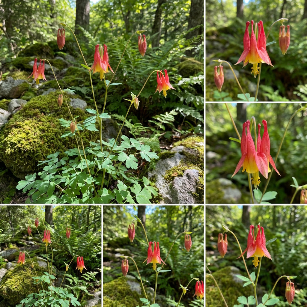 Wild Columbine – Colorful Wildflower Garden Seeds